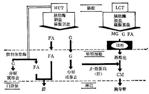 linchuangyingyangxue175.jpg