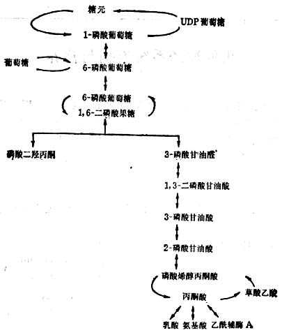 linchuangyingyangxue162.jpg