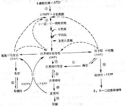 linchuangyingyangxue131.jpg