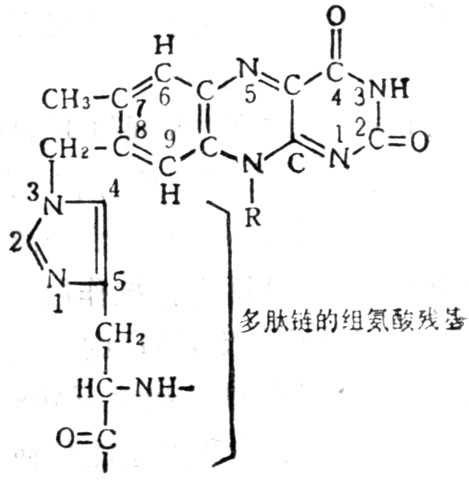 øе鰱 