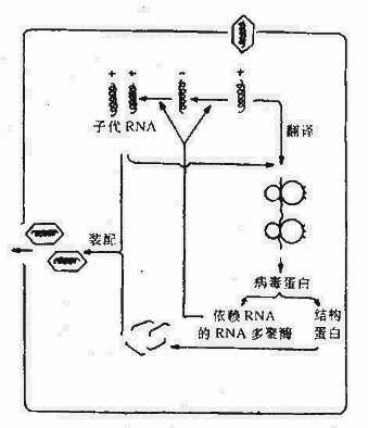 yixueweishengwuxue036.jpg