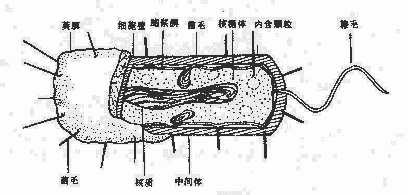 yixueweishengwuxue002.jpg