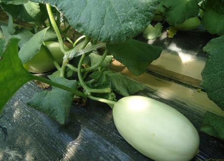 哺乳期能吃香瓜吗?哺乳期吃香瓜有什么好处