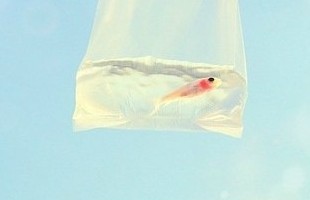 学生搞笑个性网名:英语、滚回你的阴沟里虚